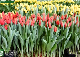 Tulipa Titan ® (1)